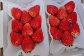 厳選完熟とちあいか