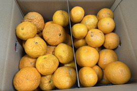 おうち用　不知火＆清見　箱込5kg