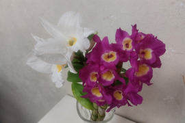 【アワード受賞福袋】箱いっぱいの蘭・フォーミディブル＆デンドロビウムの切り花❁⃘*.ﾟいろんな蘭が楽しめるお楽しみ福箱