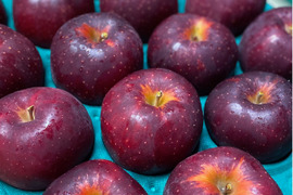 一度は食べてみたい”おいらせ”（特別栽培・Ａ品・5㎏）