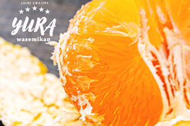 ■限定10箱■【EHIME UWAJIMA】とろ甘の樹上完熟ゆら早生Aセレクション（家庭用)
2.7kg