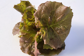 【農薬化学肥料不使用】ダイくんちの野菜！やわらか食感！ワインドレス　1箱8袋（1袋70～90ｇ程度）