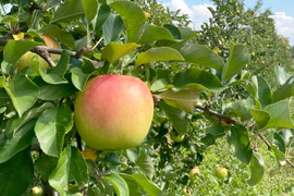 芳醇な甘み “ぐんま名月” 5kg(18～20玉) 贈答用 信州安曇野産りんご 人気商品