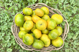 自然農｜ジューシーで深みのある味わい「山口県産みかん」 2.3kg