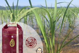 新潟産いのちの壱(5kg)【🌾令和5年産】受賞者がお届けする新ブランド ありがとう三米