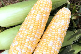 【お試し3本】濃厚でコク甘いドルチェドリーム｜朝どれ直送（約900g）