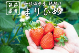 朝採れ、収穫いちご　まりひめ　500g (250g × 2p)