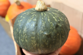 【極上のホクホク感】まるで栗のような濃厚な甘み。「くりゆたか」厳選プレミアム（自然栽培・農薬除草剤不使用）Sサイズ（1.0kg以下）