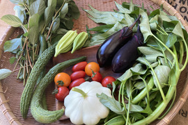 太陽の恵みをめいっぱい！季節の野菜セット【7品目】＃栽培期間中農薬・化学肥料不使用