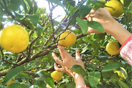 ハンドメイド『甘夏マーマレード』【無添加・白砂糖不使用】200cc