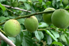 まじりっけなし！梅シロップ梅酒に最適！『色づき白加賀』お徳用10kg 自然栽培の梅。様々なレシピに。農薬不使用。
