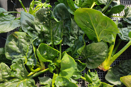 ✨【朝採り直送】濃い旨みのほうれん草＆ふんわりミックスレタス贅沢セット（計　約600g）農薬・化成肥料不使用✨