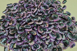 【自然栽培】高原花豆（紅花いんげん）令和7年産、1kg、中〜大粒（A.B混み）おまけ付