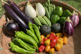 【農薬不使用】ナス好き必見！旬の夏野菜セット（7種類）