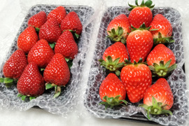 【完熟・大玉】完熟いちごおまかせセット〈250g×2パック〉☆さぬき姫・さちのか・おおきみ・章姫・やよいひめ他