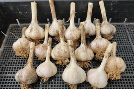 ✨🧄【今だけの風味】平戸ニンニク｜みずみずしく旨味あふれる旬のニンニク約500g｜農薬・化成肥料不使用🧄✨