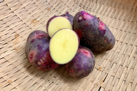 めちゃくちゃ美味しいじゃがいも！デストロイヤー（グランドペチカ）1.2キロ