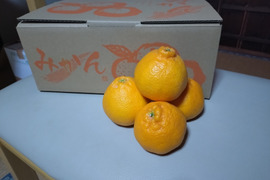 不知火(小玉)箱込み約3kg