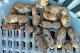 🥜掘りたて！ジャンボ生落花生「おおまさり」約400g｜ホクホク甘い秋の味覚✨塩ゆで・落花生ご飯に｜農薬・化成肥料不使用｜さや付き・土付き・冷蔵便🥜