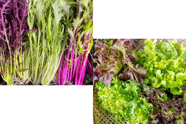 露地栽培水菜＆からし菜とアクアポニックス産リーフレタス4種のセット1箱各1点全5袋（1袋約50～100g）