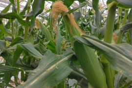 ニック・１３本５㎏・千葉県・ゴールドラッシュ きぃ様専用・13本5㎏～クール便・千葉県・ゴールドラッシュ