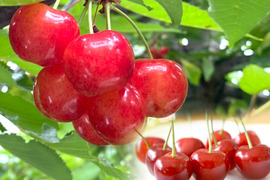 【2026年予約早割】高級品種『紅秀峰』甘くて大きなさくらんぼ🍒ジューシーで食べ応えあるギフトにも人気❗️