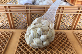 【わけあり品】青森県産ホワイト六片種にんにく バラ 500g【高糖度】