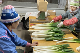 【送料一部負担】《訳あり》長ネギ好きさ〜ん❣️不揃いだけど食べてみて〜やわ肌ネギ【4.5kg】