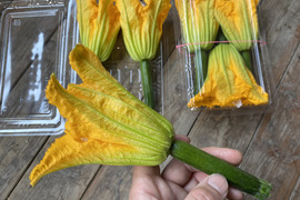 花ズッキーニ【12本】(農薬・化学肥料不使用)