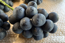 濃厚な甘さ！信州・上田産 🍇ナガノパープル（ご家庭用・2kg）
