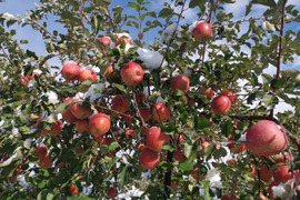 りんご(サンふじ)5キロ