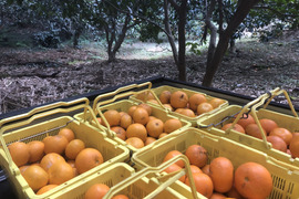 八朔(はっさく)5kg房州産(農薬・化学肥料不使用)