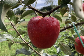【りんごの概念変わります】見た目は悪いです！奥州ロマン 訳あり品 10キロ箱 22～56玉サイズ ID98315 長野 信州 安曇野 リンゴ 幻 幻のリンゴ  希少  甘い