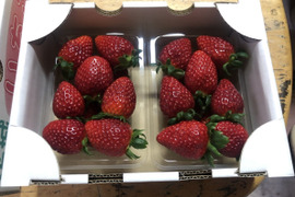 茨城県オリジナル品種 ２パック×１箱【いばらキッス】