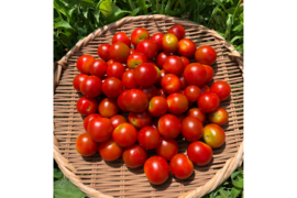 希少な【自然栽培】のミニトマト【ステラ】（1kg）