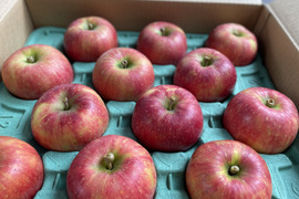 葉とらず　千秋　約4.5kg【2025年産】