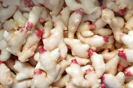 産直！新鮮！真っ白で柔らかい新生姜 １ｋｇ 高知県産