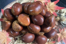 栗 10kg ※取引中 栗の通販｜果物｜食べチョク｜産地直送(産直)お取り寄せ通販