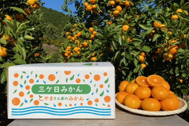 三ヶ日早生みかん８㎏『糖度11度以上』光センサー選果 【サイズS～L混在】