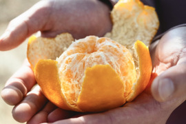 【訳ありだけど美味しさそのまま】ポンカン 2kg 愛媛県産 ぽんかん