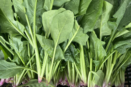 【有機JAS認証】ほうれん草 たっぷり3kg