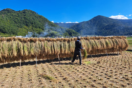 令和6年産 信州千曲産 「里田のはぜかけ米」（化学肥料・農薬不使用）
