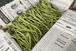 【朝採り当日発送】120年守る安曇野の湧水育ち。新鮮！シャキシャキ「茎わさび400g」