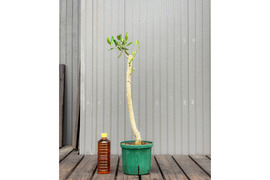 オリーブ 鉢植え カロレア｜育てやすい シンボルツリー・盆栽にも最適