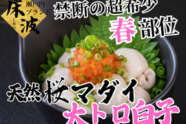 【一般市場に出回らない】食通が黙る超希少天然国産幻の『桜真鯛大トロ白子』初登場🐟長州床波ブランド数量極少約200g【4月中旬予約】