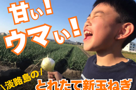 【極甘ジューシー】淡路島 春の新玉ねぎ 10kg箱 約30～40個入