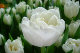 【限定2名】2月16日（月）発送　 チューリップ切花　八重咲きミックス20本　4種×5本　見つけた人、超ラッキー!!!　※北海道・沖縄県配送不可※