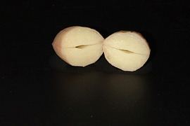 自然栽培！　茹でてどうぞ　私が一つ一つ手摘みした生落花生　５００g 冷めるほど美味しい！　農薬不使用、化学肥料も動物由来の肥料も不使用　ちょっと小粒ですが、味のよい半立系です。泥付きで新鮮！