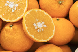 【木成り完熟】甘夏 『ほのかな苦味とスッキリした甘み』家庭用 2kg