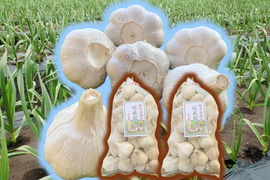旨味と甘み凝縮！熊本県産『生にんにく』【訳あり】ご家庭用２ｋｇ/（1㎏×2袋）